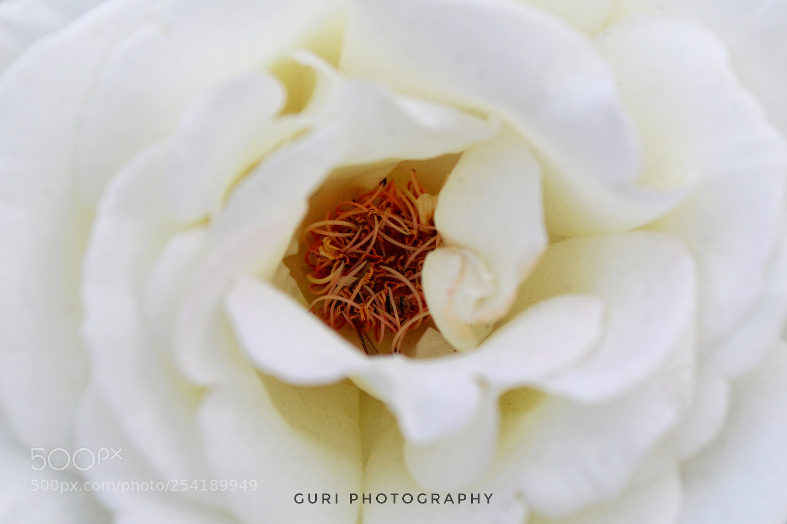 Canon EOS 1300D (EOS Rebel T6 / EOS Kiss X80) sample photo. White rose photography