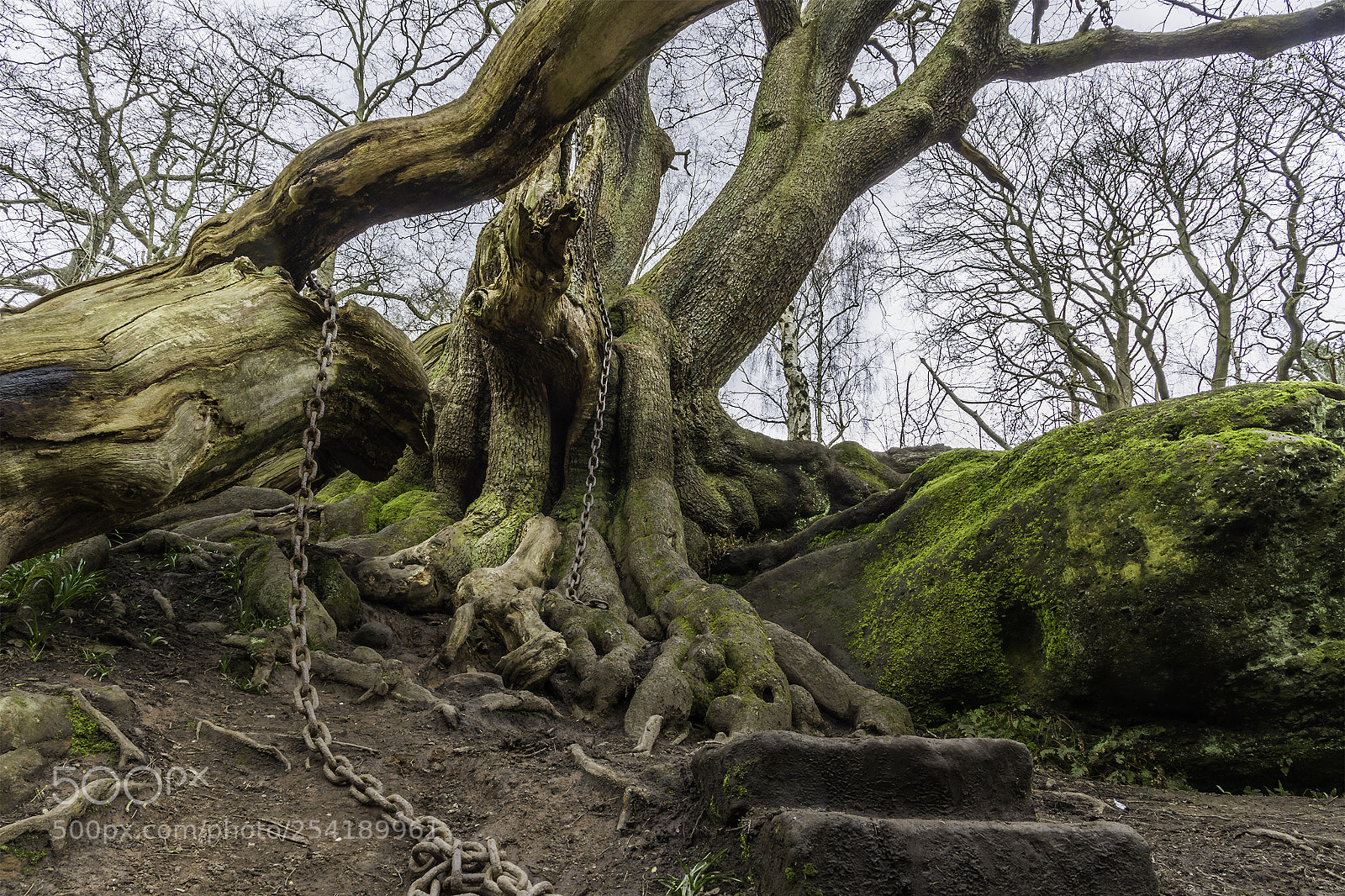 Canon EOS 7D sample photo. Chained oak photography