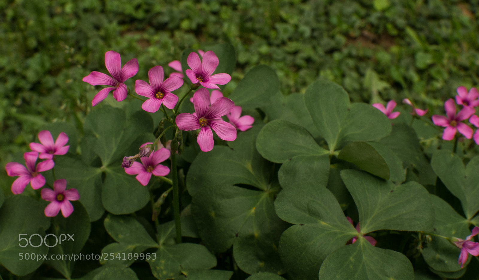 Nikon D7100 sample photo. Yiy photography