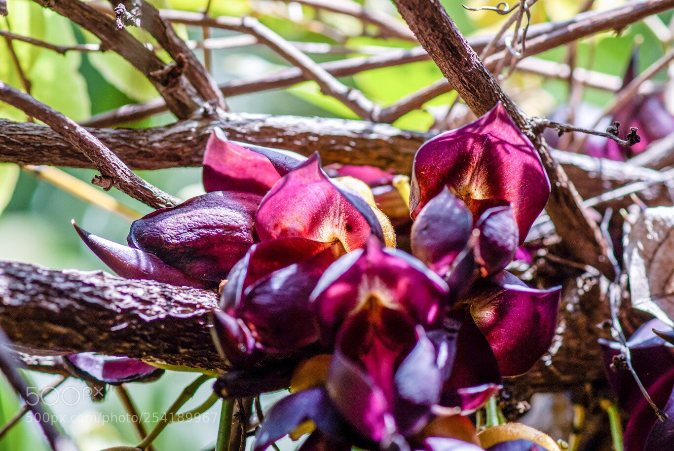Sony Alpha DSLR-A200 sample photo. Untitled photography