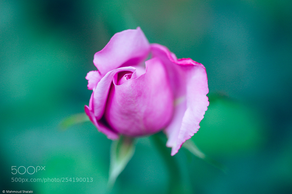 Canon EOS 70D sample photo. Rose photography
