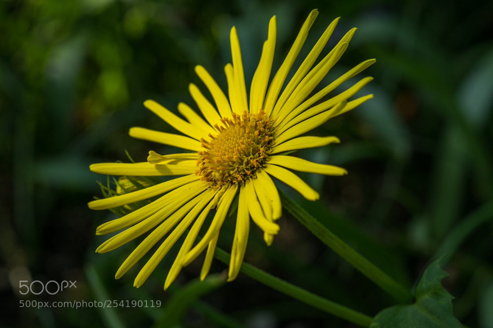 Fujifilm X-T1 sample photo. G mswurz doronicum orientale photography