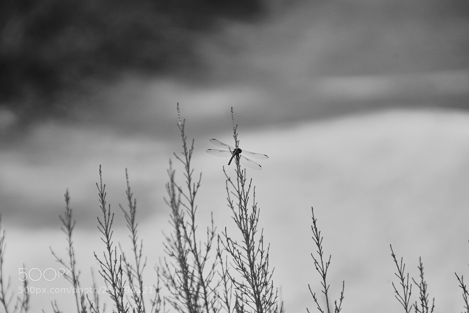 Sony SLT-A68 sample photo. Small photography