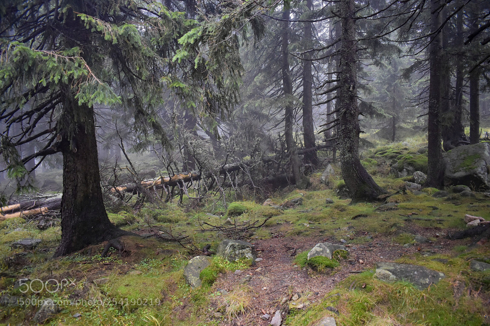 Nikon D5500 sample photo. Forest photography