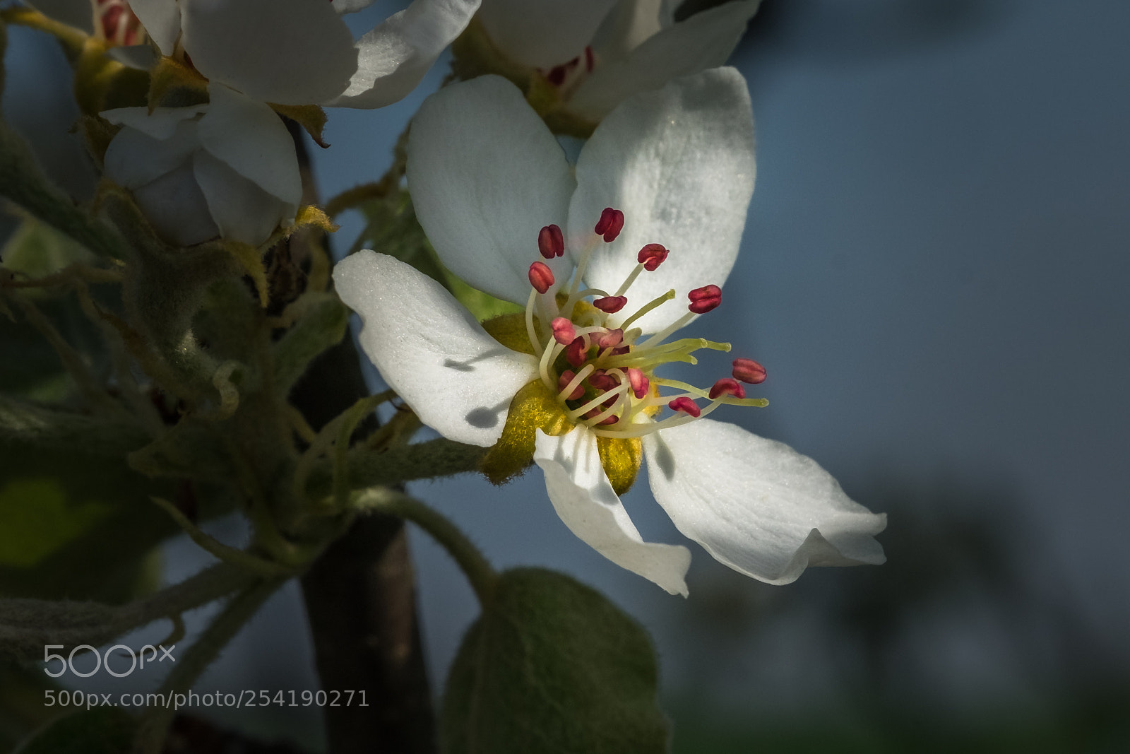 Fujifilm X-T1 sample photo. Birnenblüte photography
