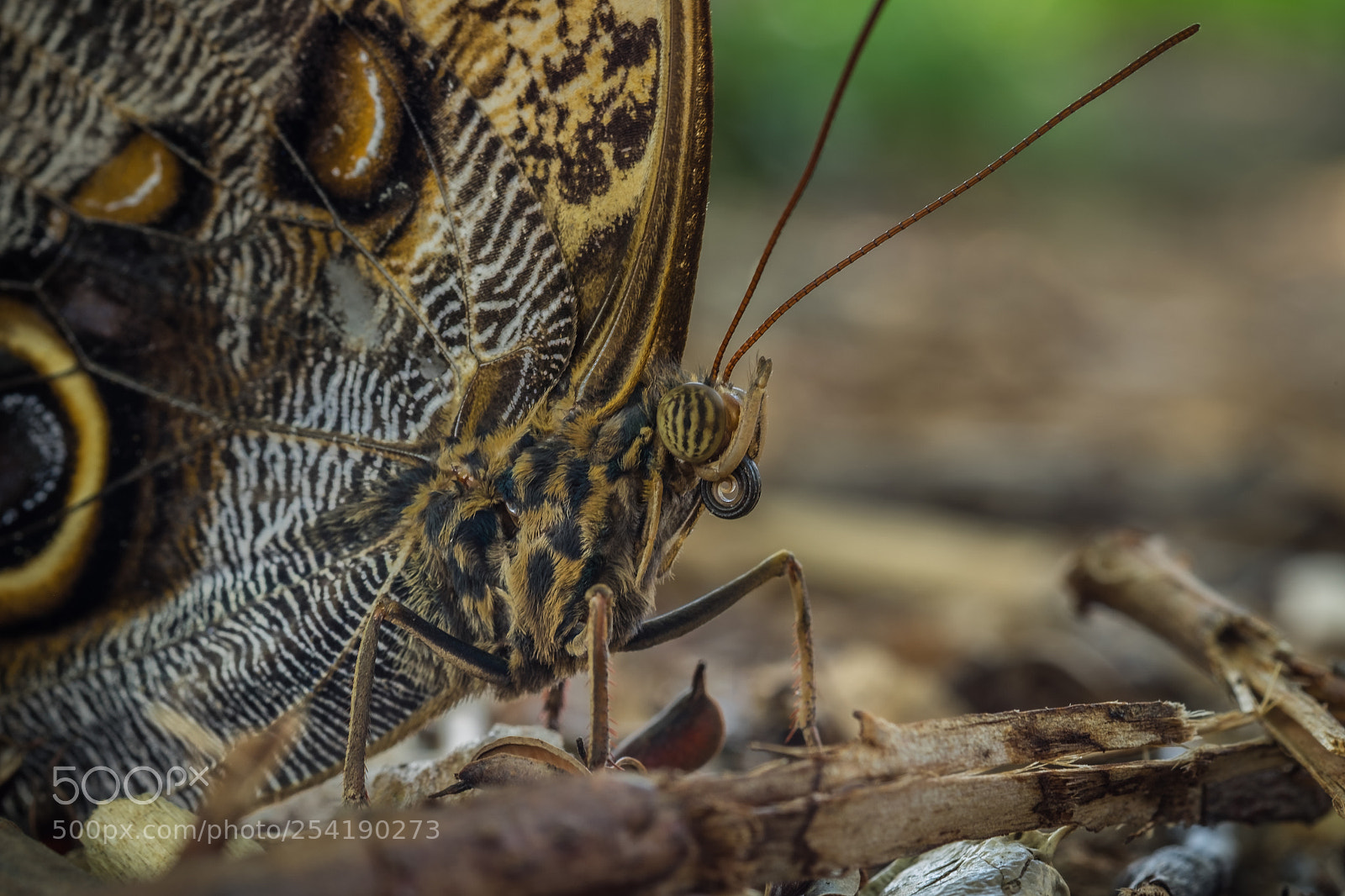 Fujifilm X-T1 sample photo. Bananenfalter (caligo memnon) photography