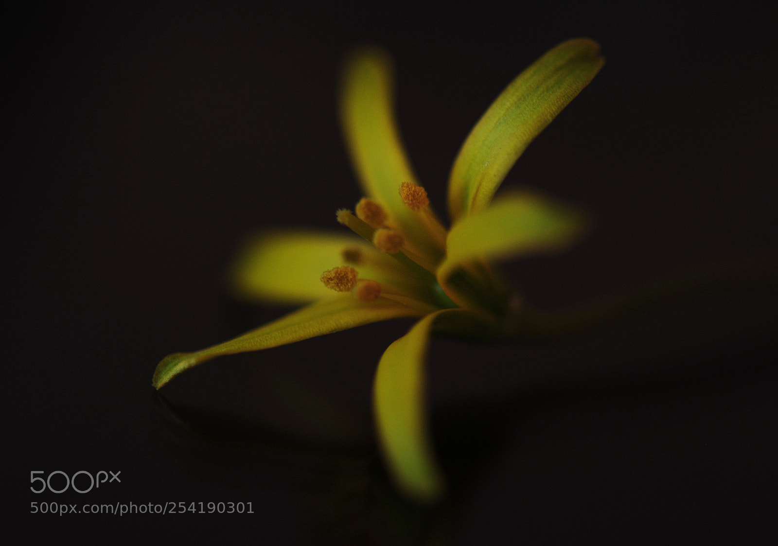 Nikon D700 sample photo. Yellow photography