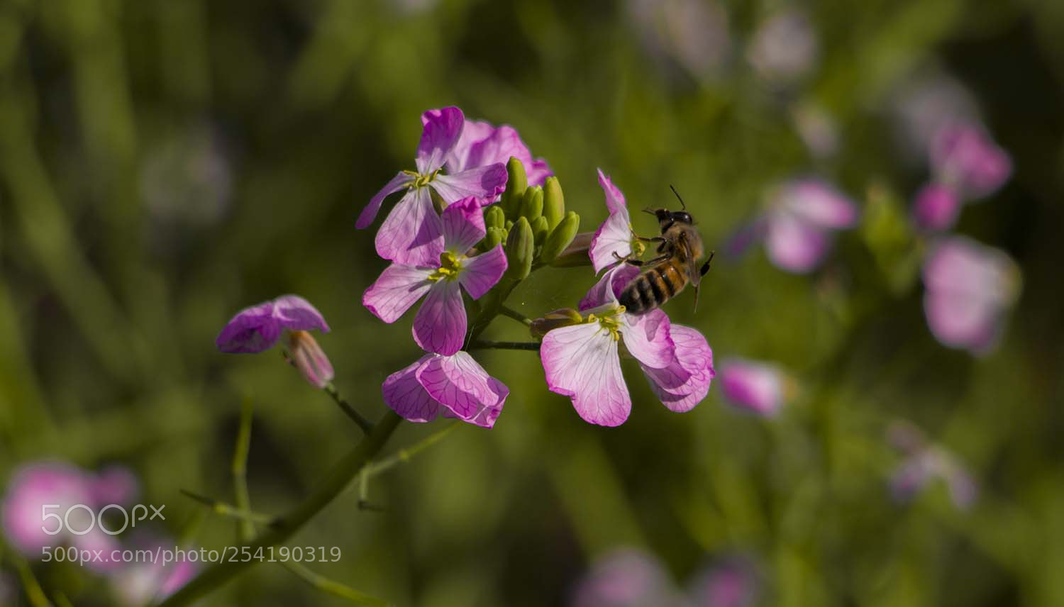 Canon EOS 70D sample photo. Pink spring photography