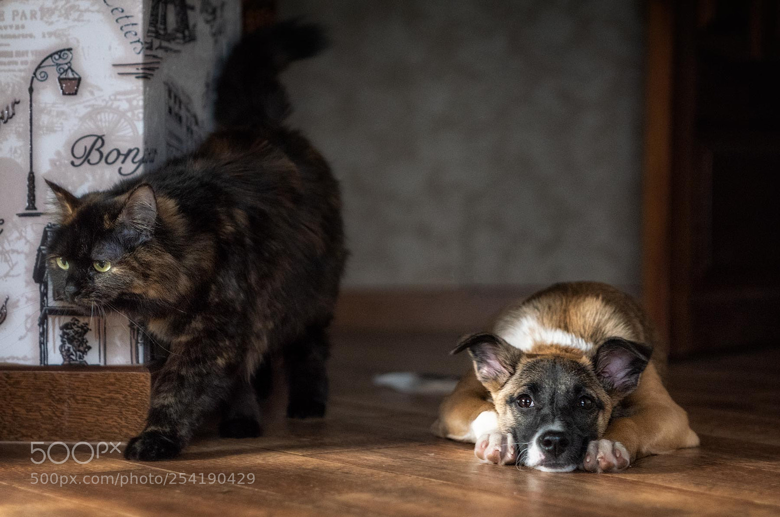Nikon D810 sample photo. Y photography
