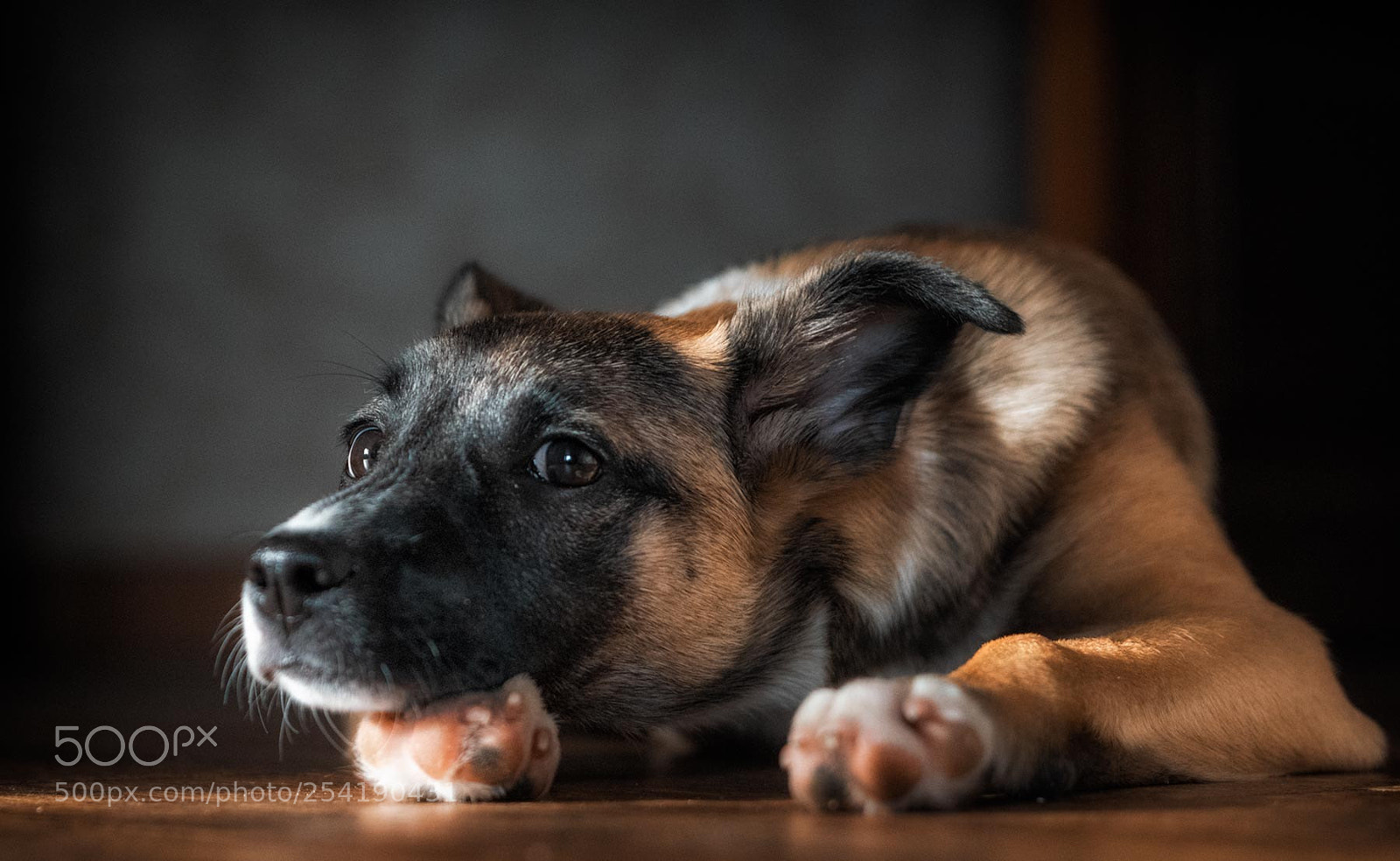 Nikon D810 sample photo. Y photography
