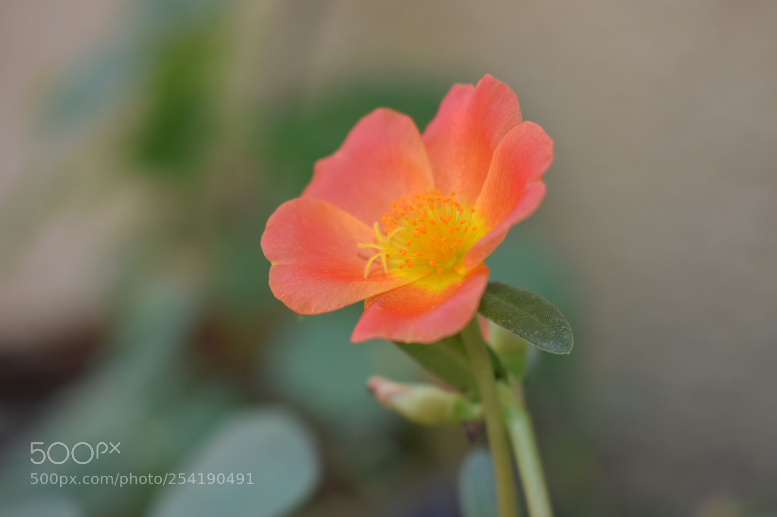 Nikon D3300 sample photo. Untitled photography