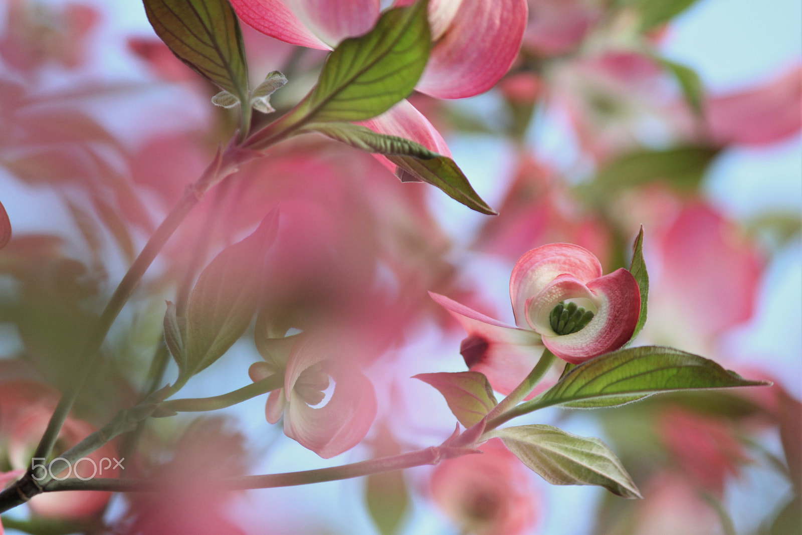 Canon EF-S 55-250mm F4-5.6 IS II sample photo. Spring scenery photography