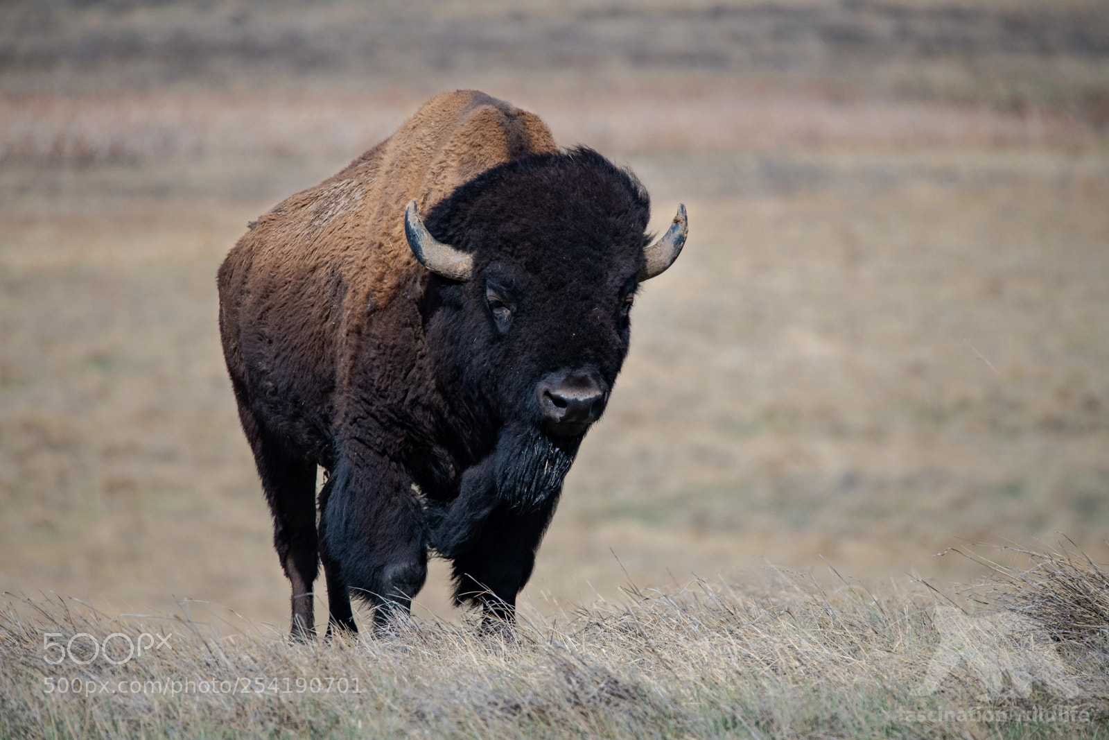 Nikon D850 sample photo. American bison photography