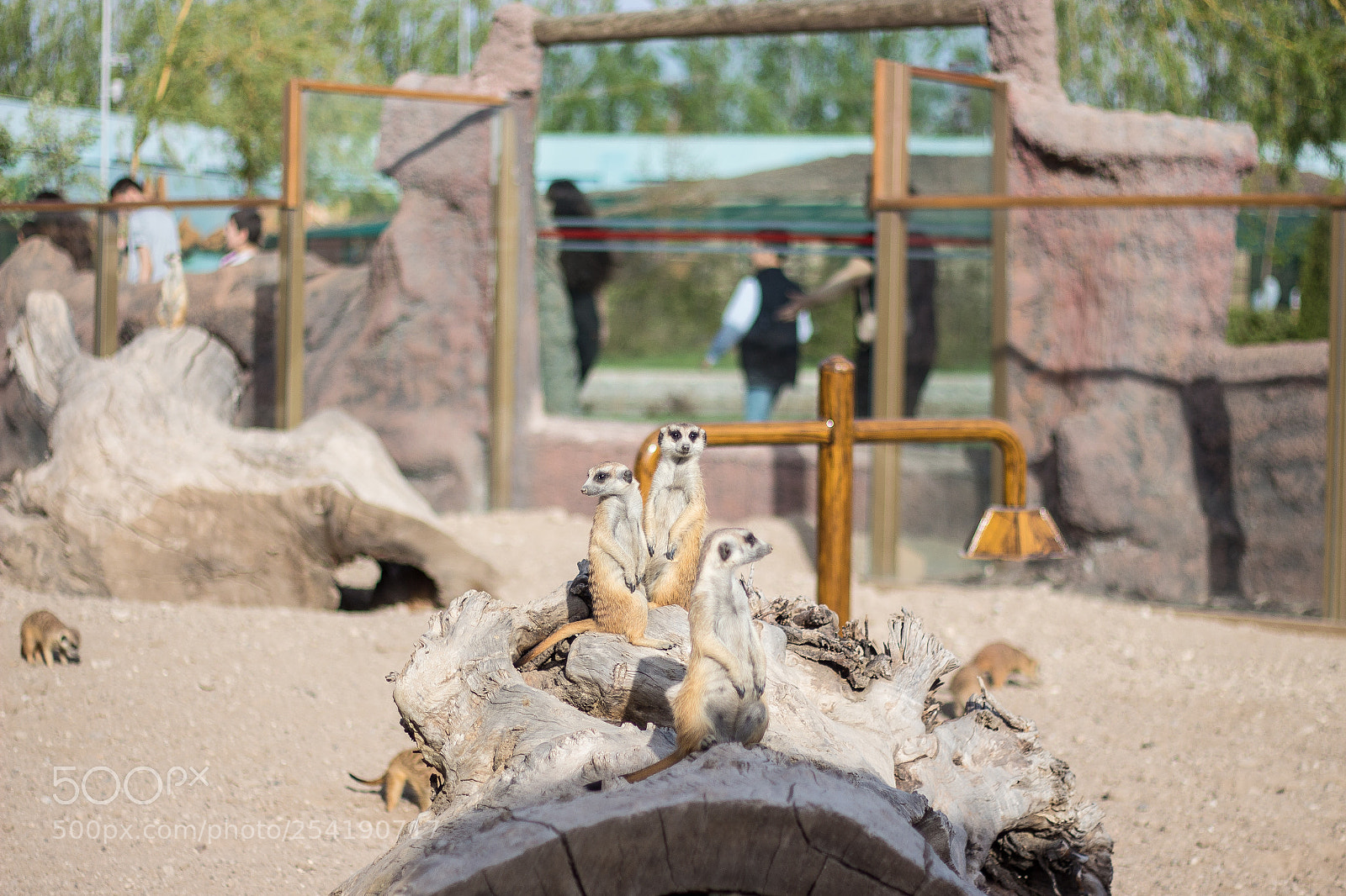 Canon EOS 700D (EOS Rebel T5i / EOS Kiss X7i) sample photo. Meerkat photography