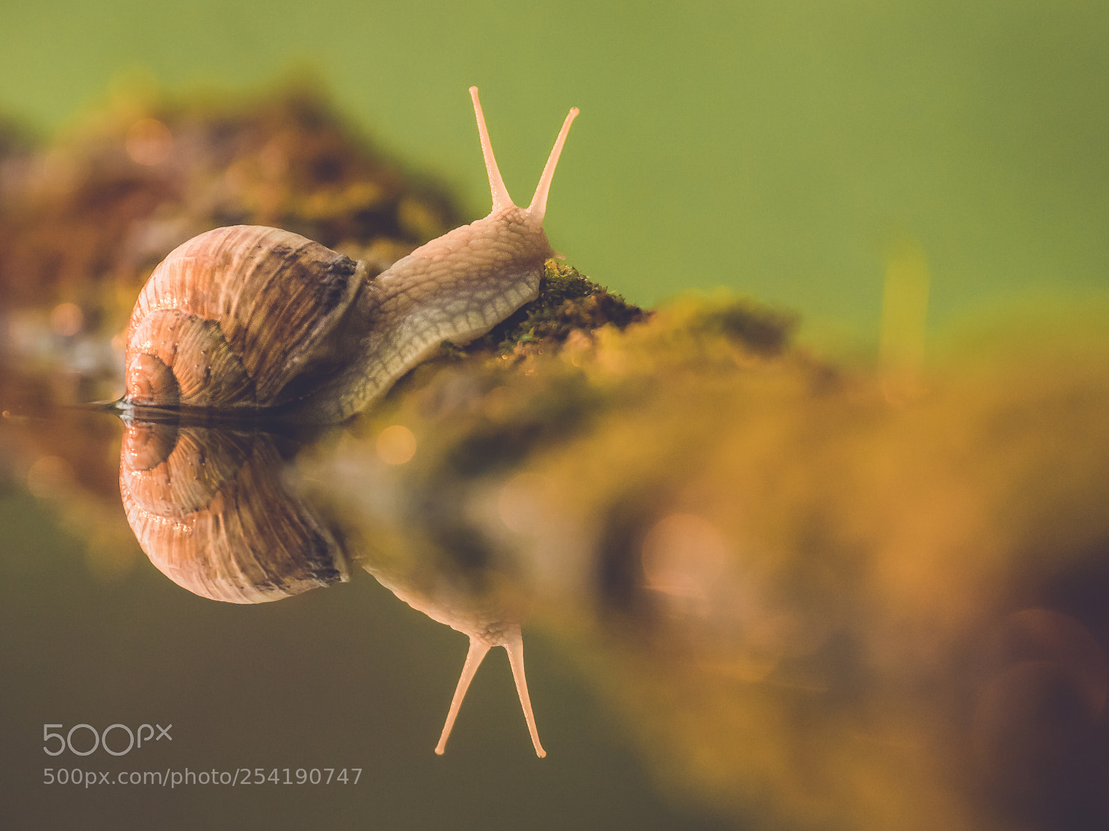 Canon EOS 80D sample photo. Roman snail photography