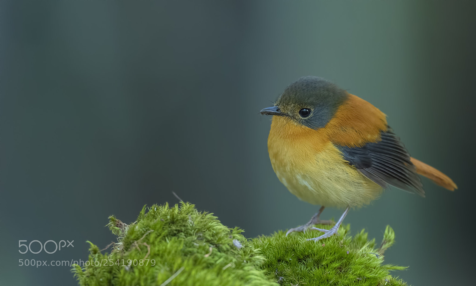 Nikon D850 sample photo. Black and orange flycatcher photography