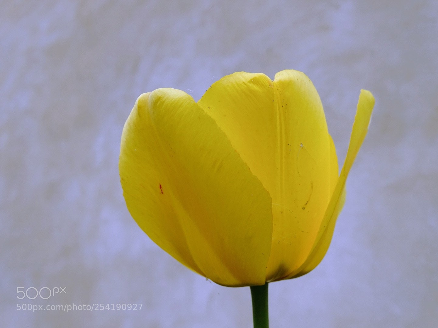 Sony Cyber-shot DSC-HX400V sample photo. Tulip photography