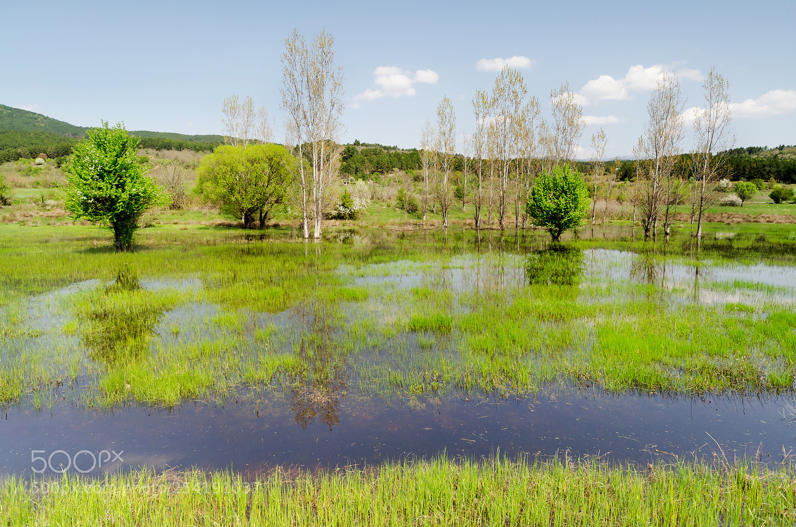 Nikon D5100 sample photo. Green photography