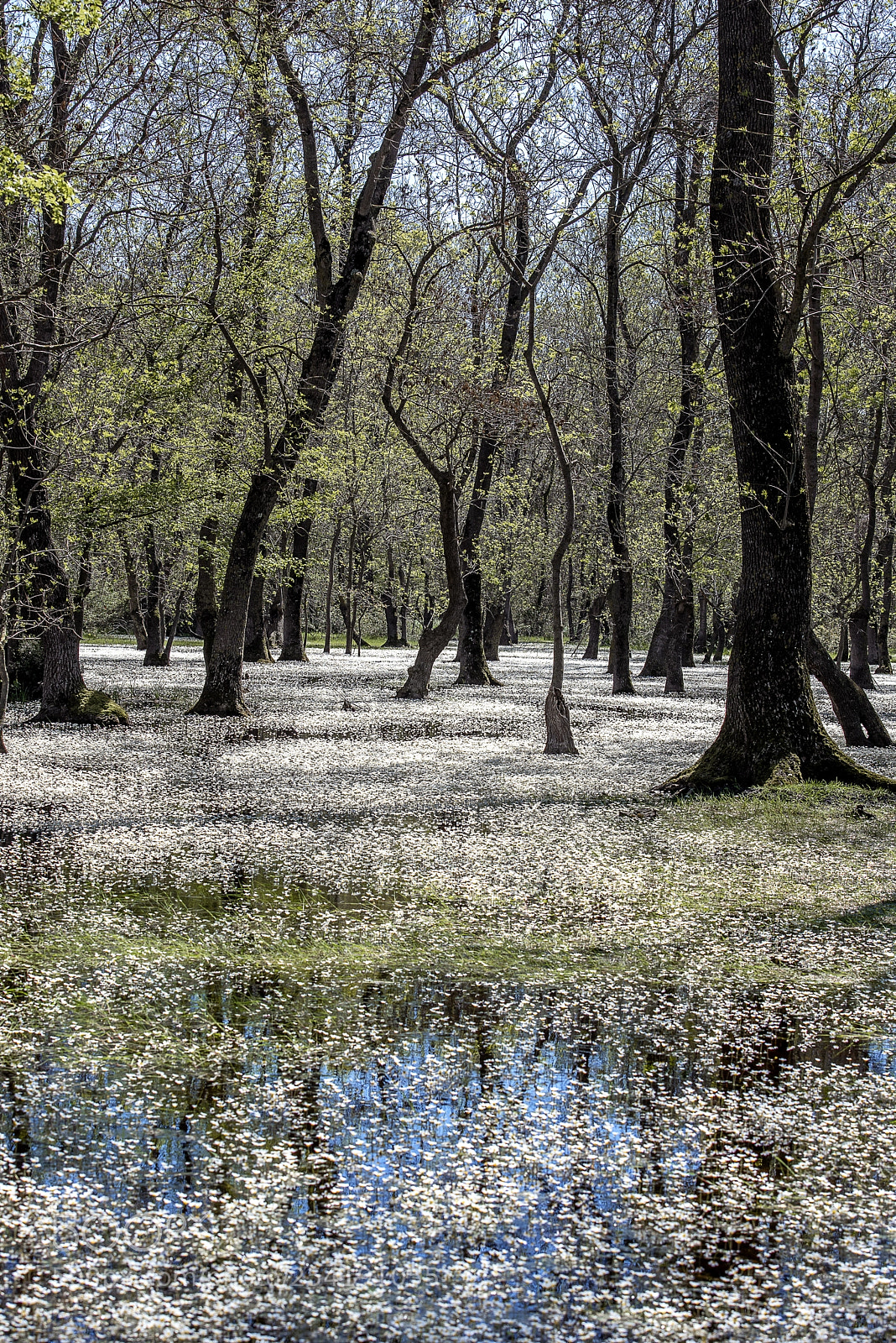 Nikon D810 sample photo. Spring photography