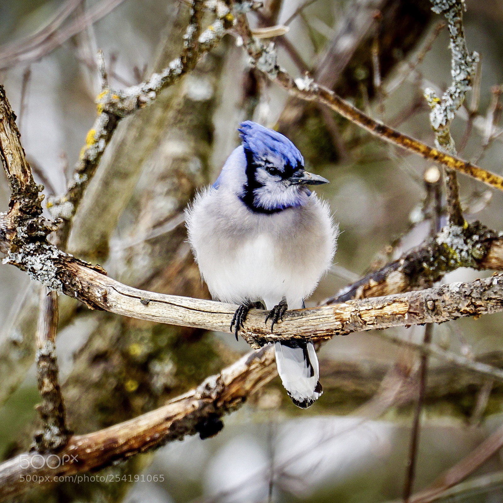 Sony a6000 sample photo. Blue jay photography