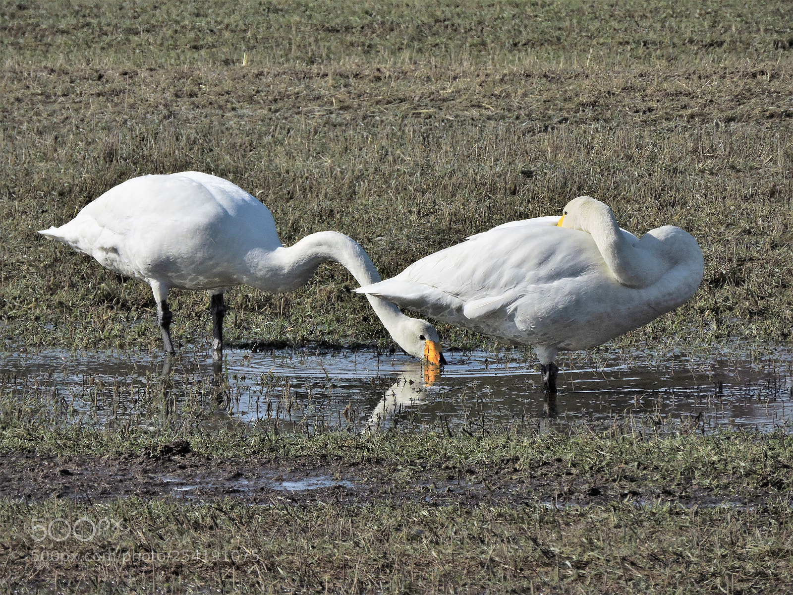 Nikon Coolpix P600 sample photo. Whooper swans eating and photography