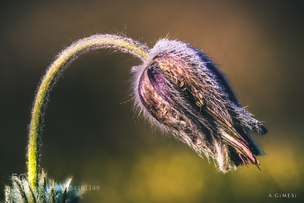 Canon EOS 80D sample photo. Pulsatilla photography