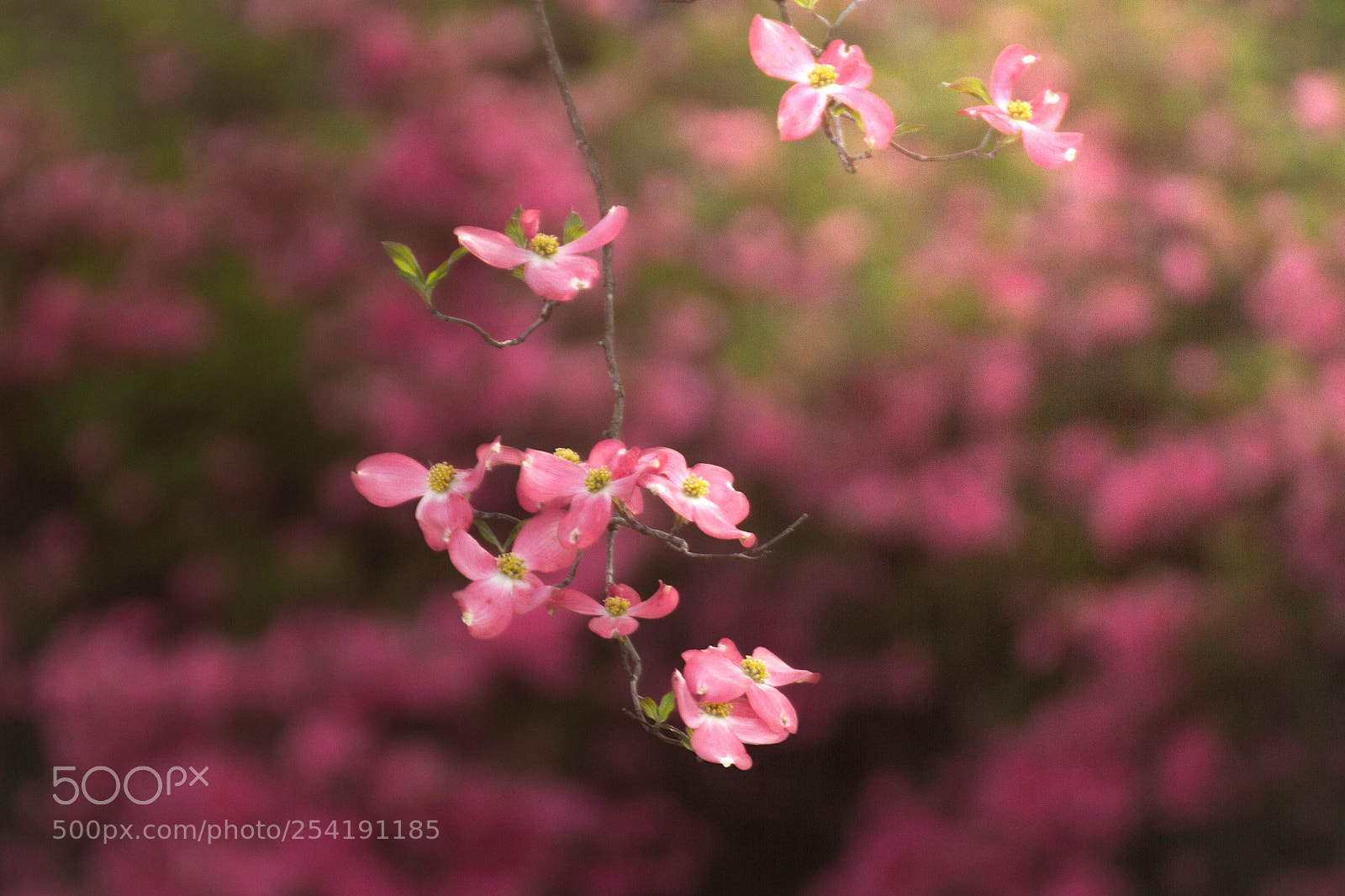 Canon EOS 7D sample photo. Pinks photography