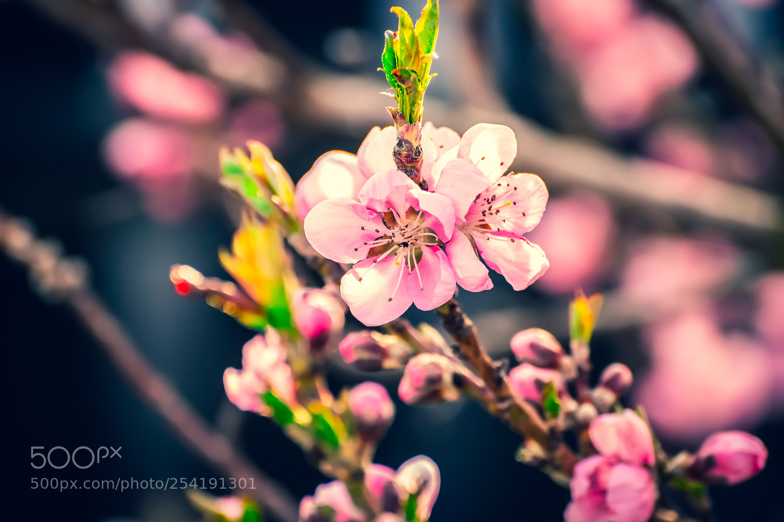 Canon EOS 200D (EOS Rebel SL2 / EOS Kiss X9) sample photo. Cherryblossom photography