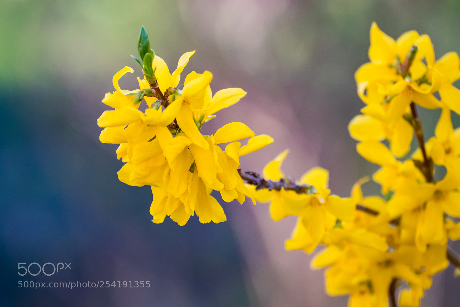 Canon EOS 200D (EOS Rebel SL2 / EOS Kiss X9) sample photo. Yellow blossom photography