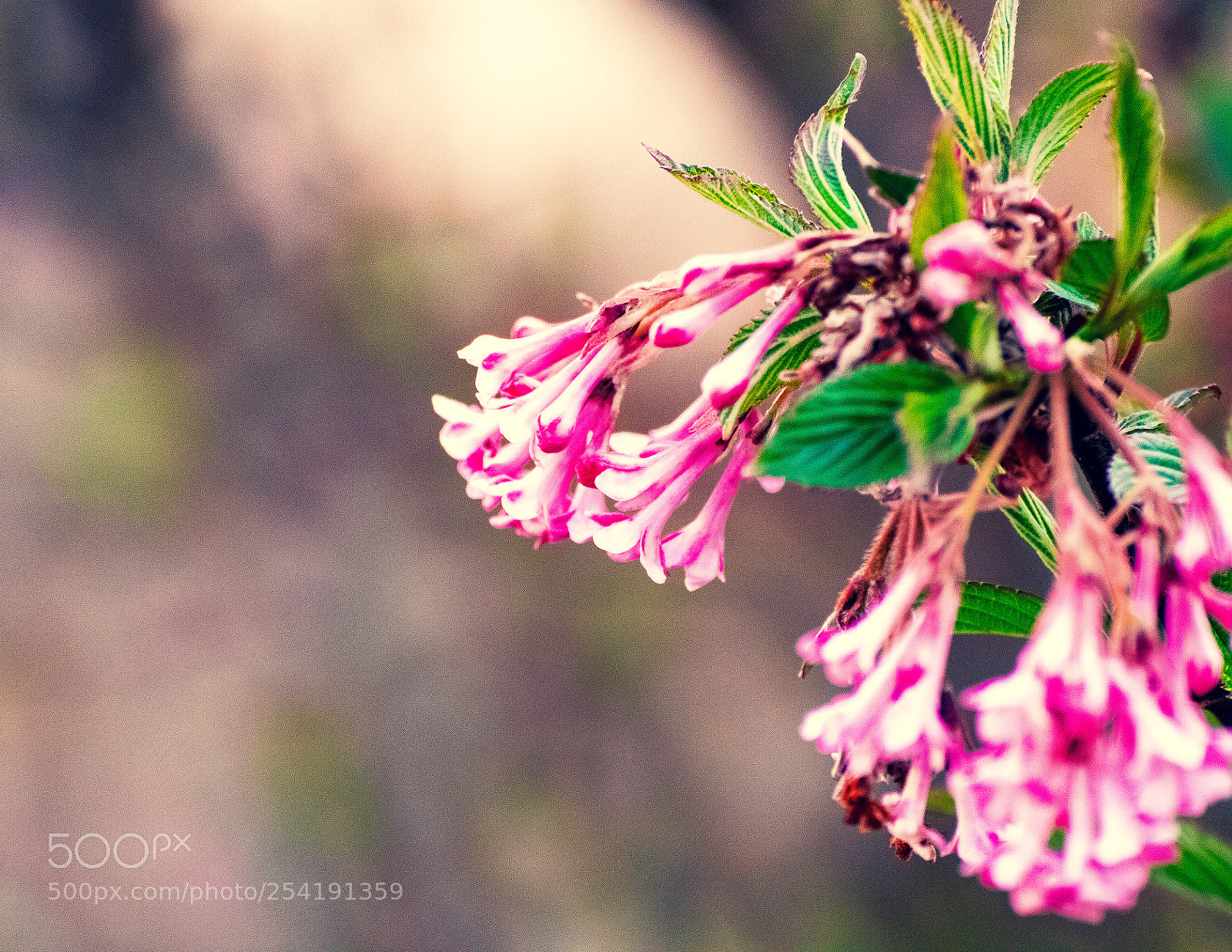Canon EOS 200D (EOS Rebel SL2 / EOS Kiss X9) sample photo. Pink blossom photography