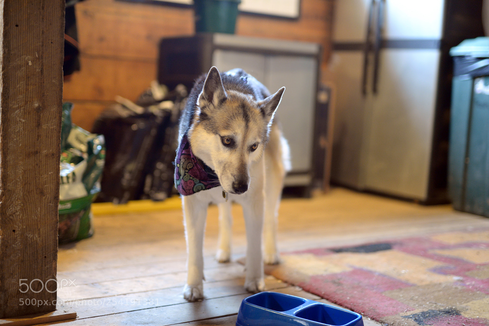 Nikon D610 sample photo. Where's the beef? photography