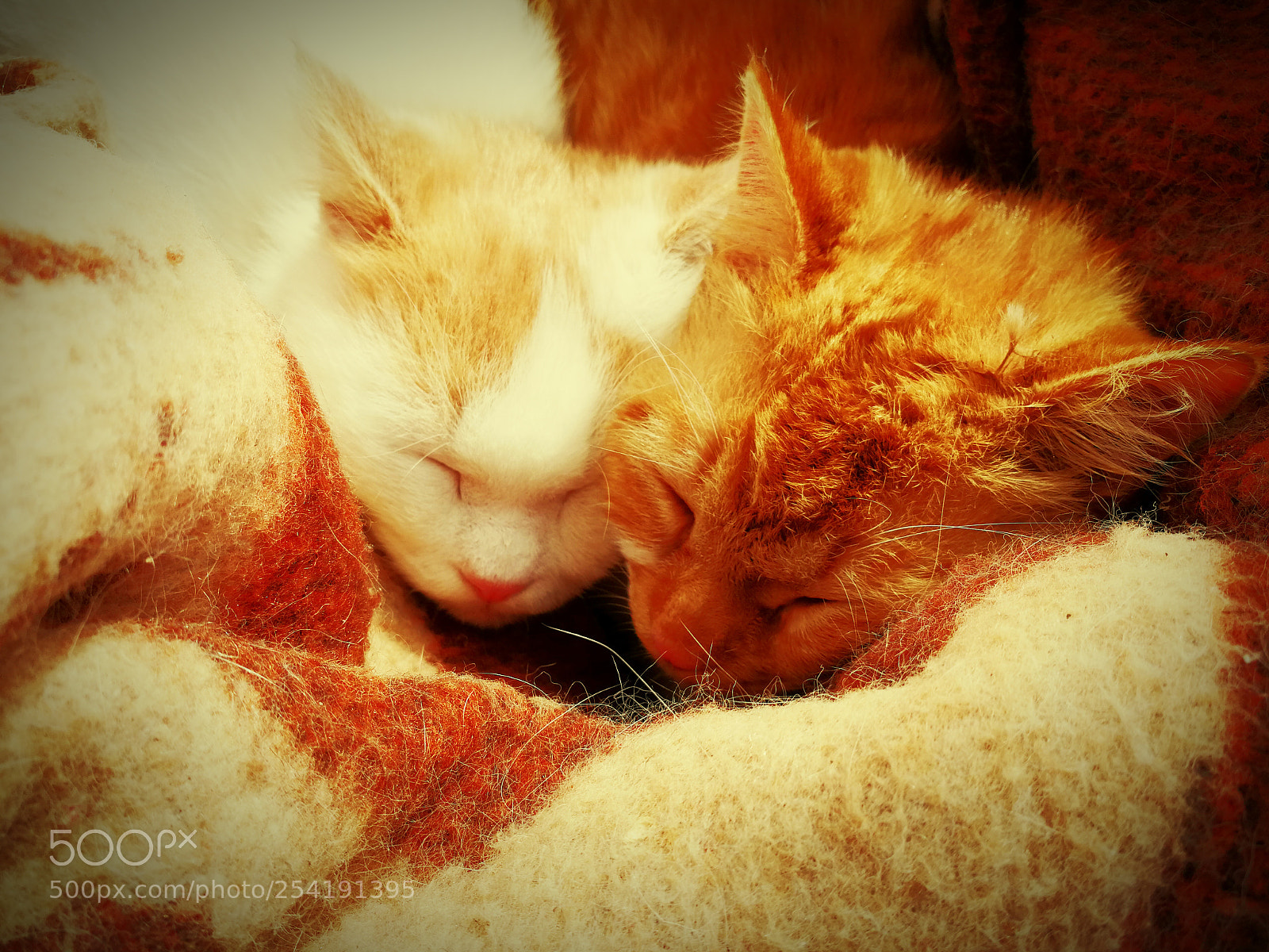HUAWEI P10 sample photo. Beautiful cats photography