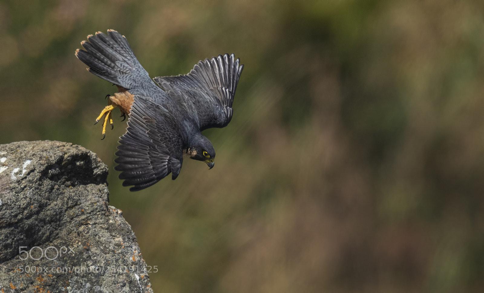 Nikon D850 sample photo. Shaheen falcon photography