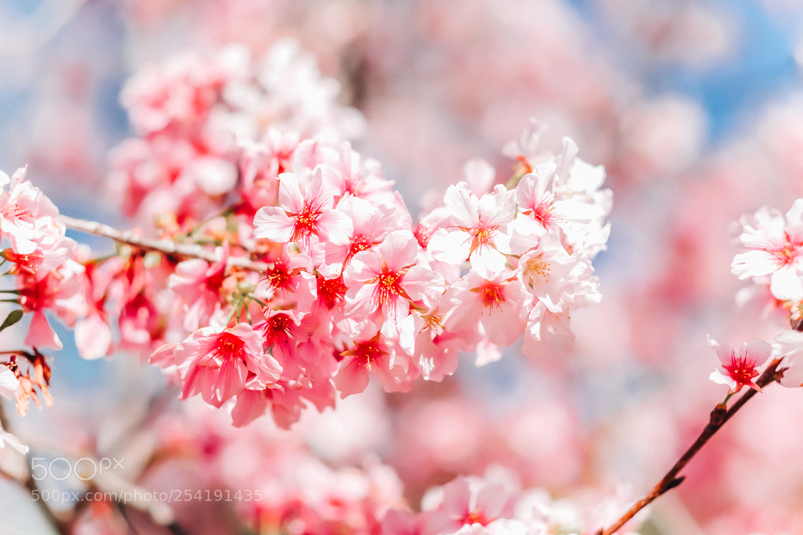 Fujifilm X-T2 sample photo. Sakura flowers blooming in photography
