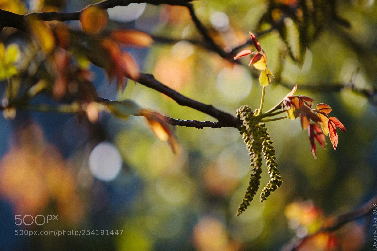Canon EOS 5D Mark II sample photo. Nut color photography