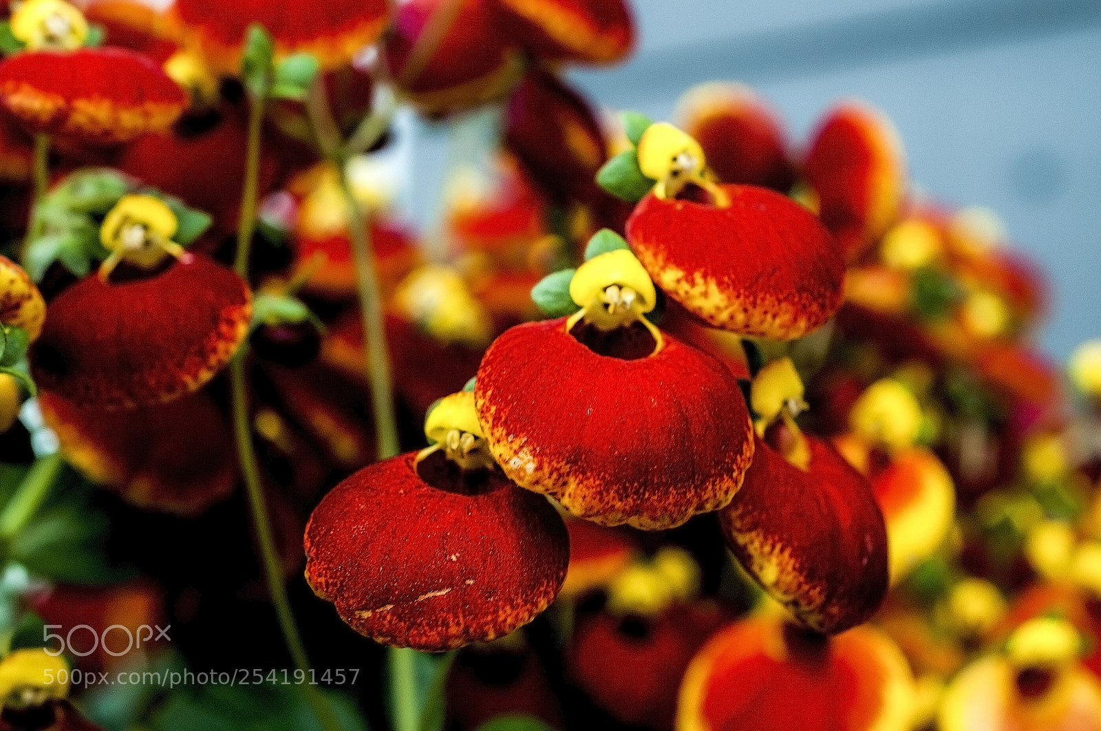 Nikon D700 sample photo. Pouch flower in good photography