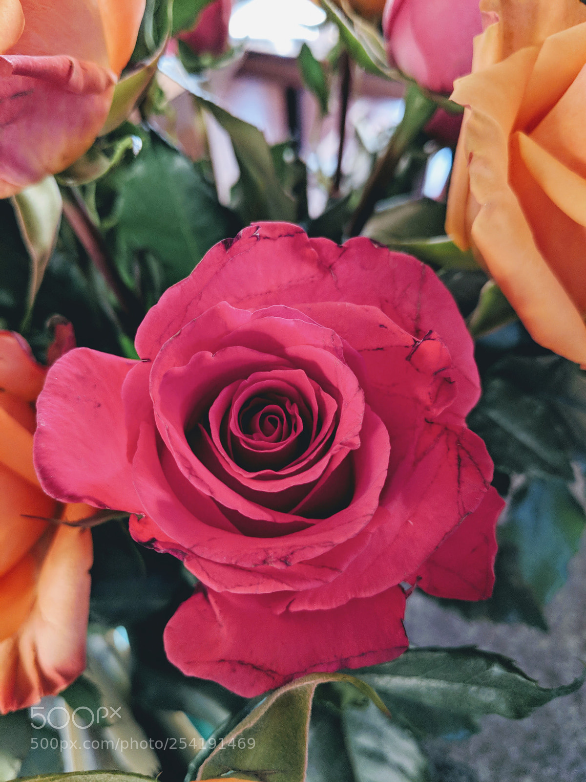 Google Pixel 2 XL sample photo. Anniversary rose photography