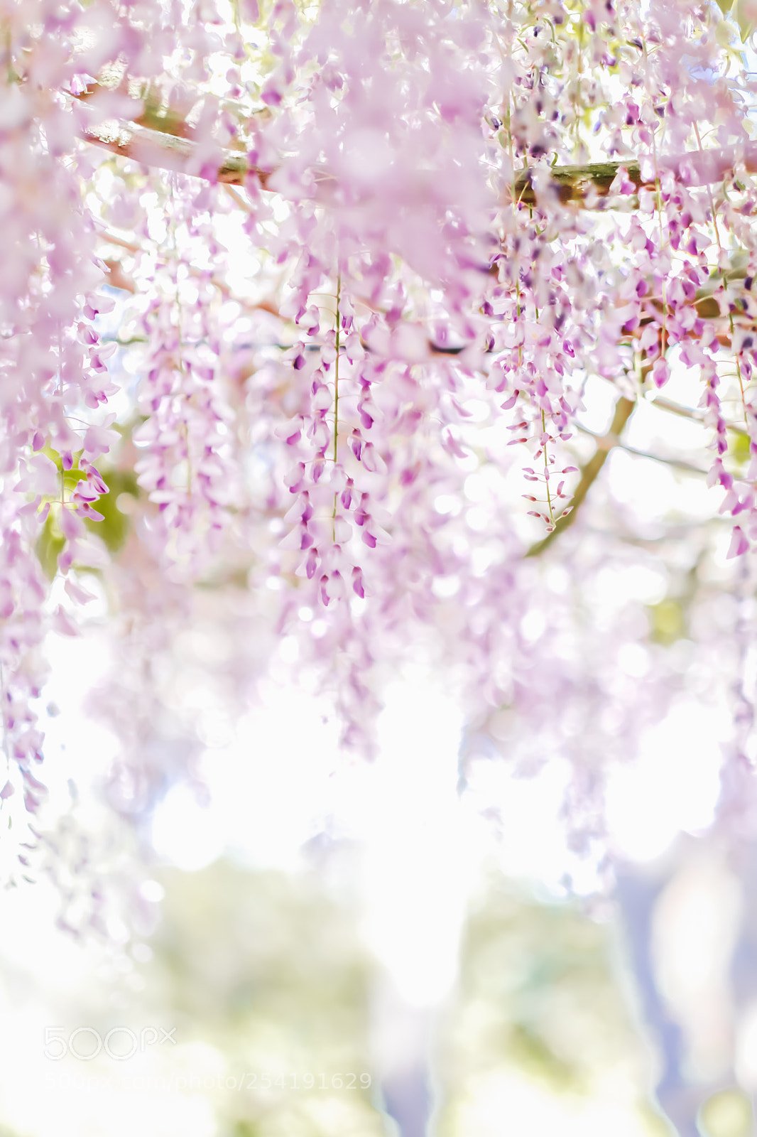 Fujifilm X-T2 sample photo. Purple wisteria photography