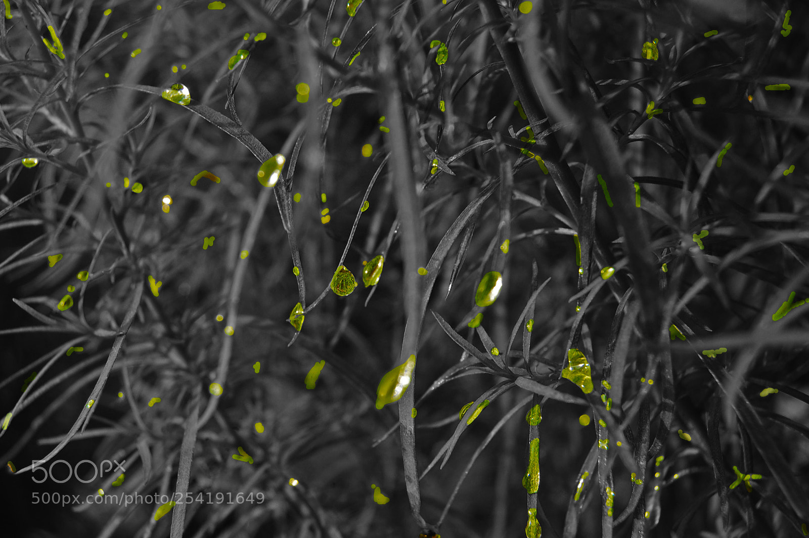 Nikon D50 sample photo. Frozen little waters photography