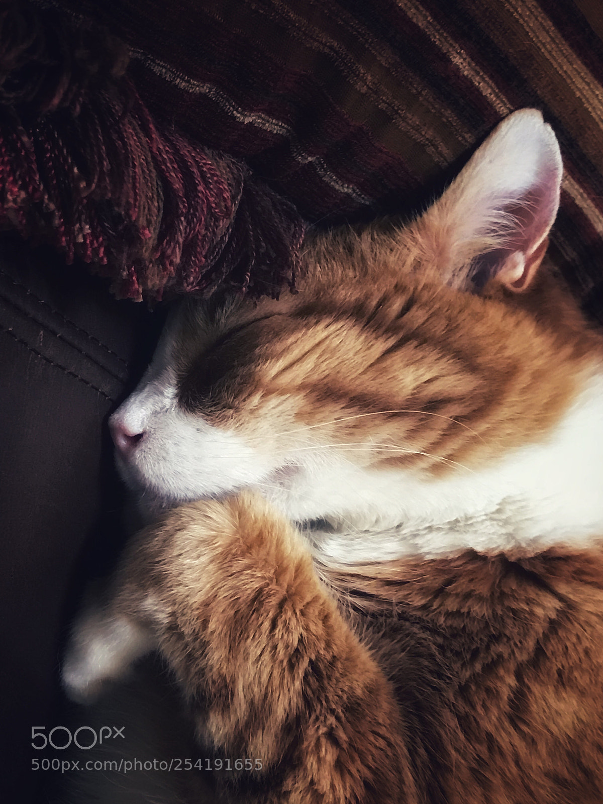 Apple iPhone 7 Plus sample photo. Sleeping cat  photography