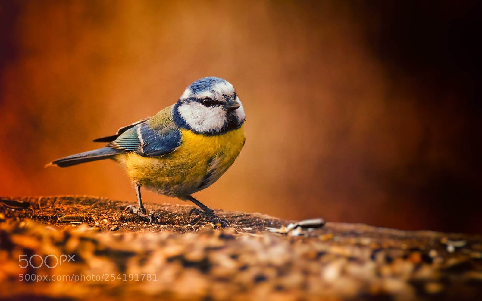 Canon EOS 80D sample photo. Blue tit photography