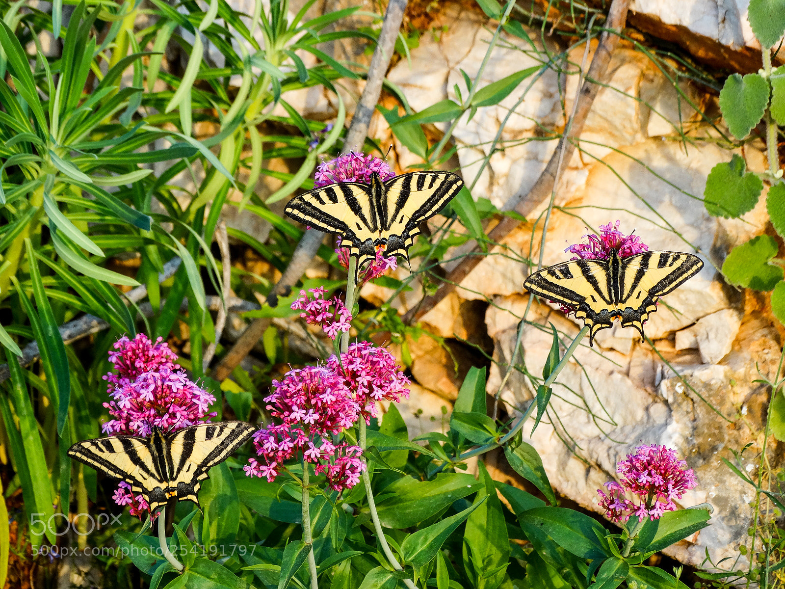 Sony Cyber-shot DSC-HX300 sample photo. Butterflies at flowers photography