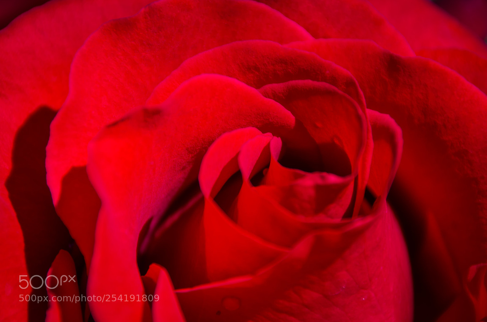 Nikon D7000 sample photo. Rose, up close photography