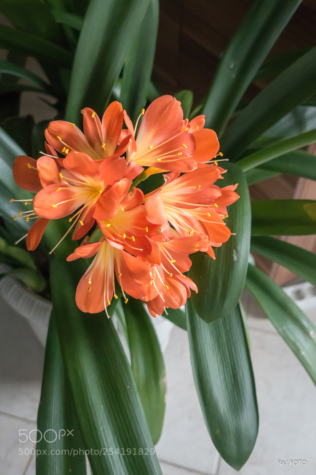 Sony DSC-RX100M5 sample photo. Clivia photography