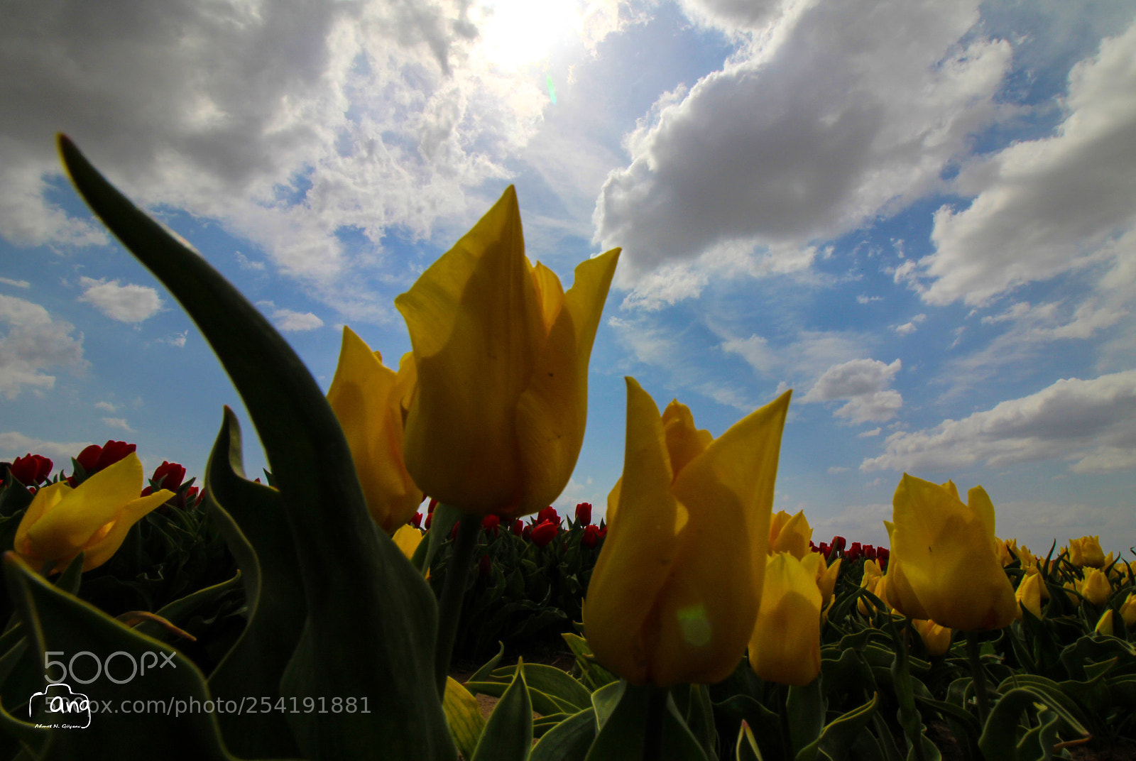 Canon EOS 600D (Rebel EOS T3i / EOS Kiss X5) sample photo. Tulips photography