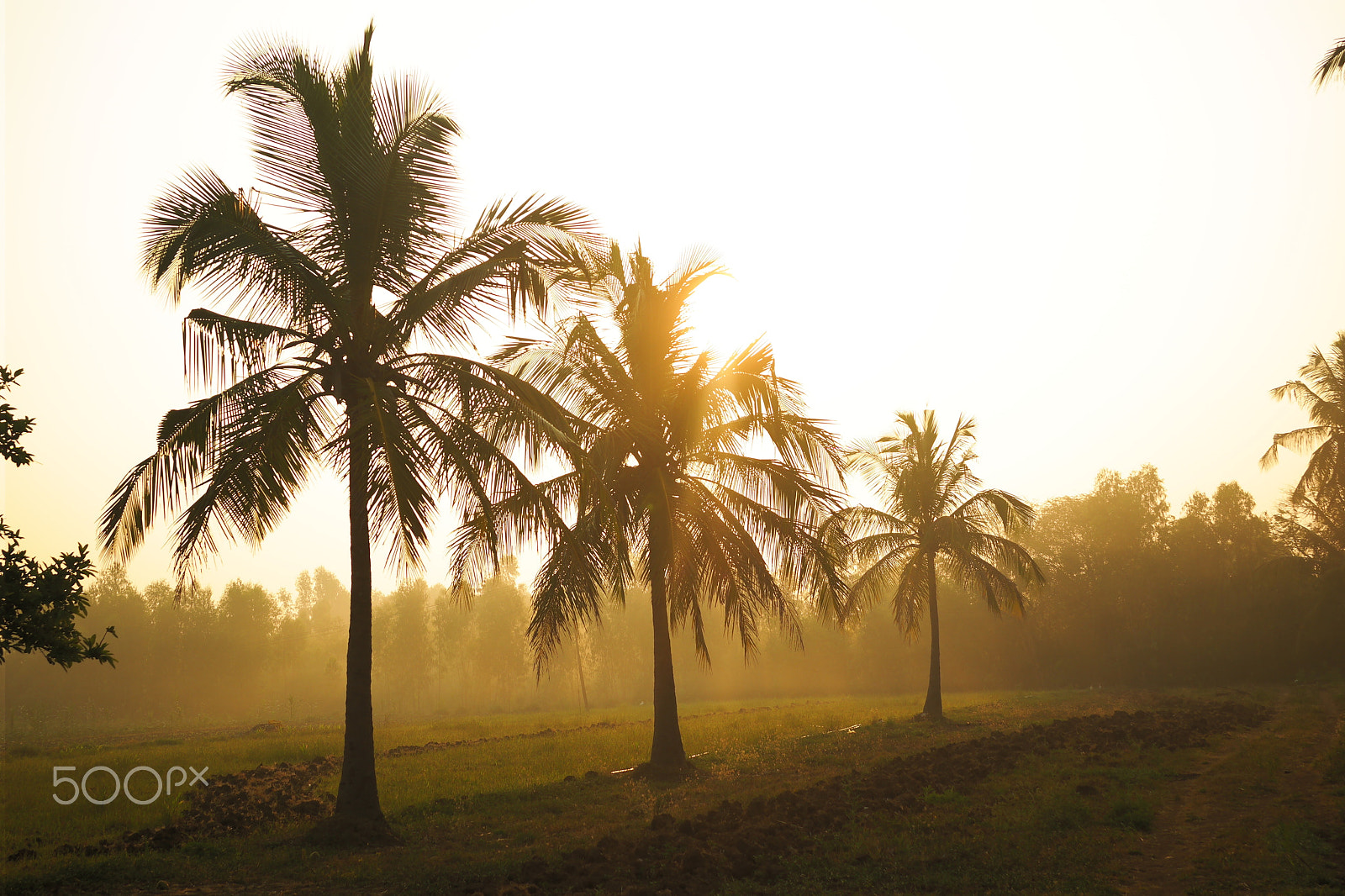 Samsung NX2000 sample photo. Morning ride , belthur village photography