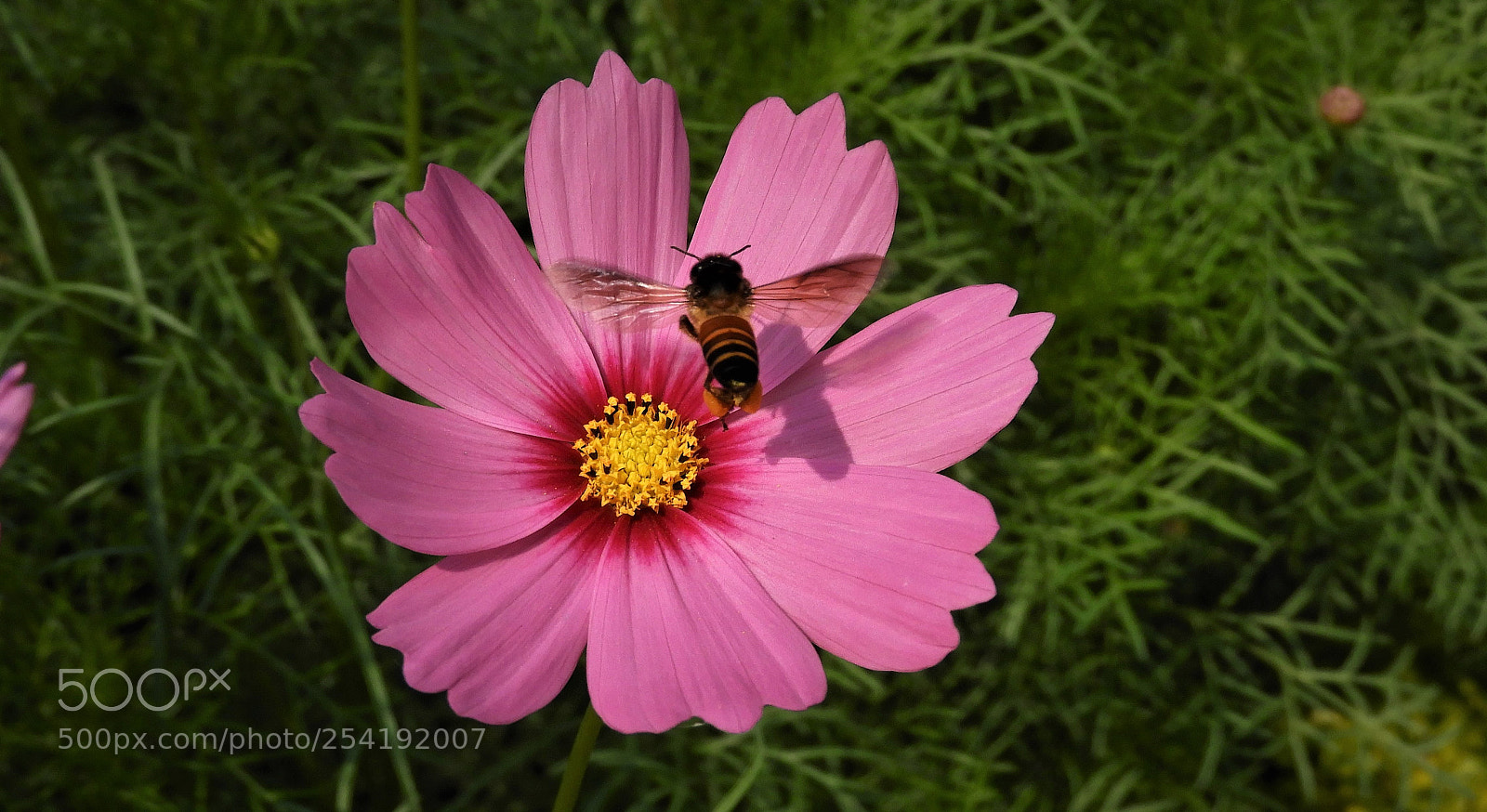 Nikon Coolpix B700 sample photo. Busy bee on a photography