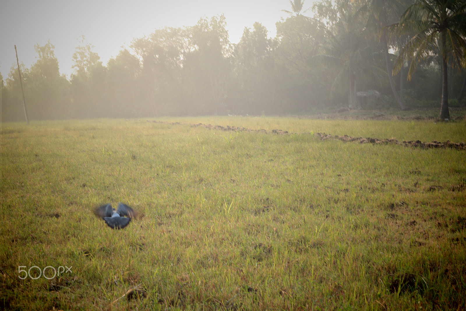 Samsung NX2000 sample photo. Morning ride , belthur village photography