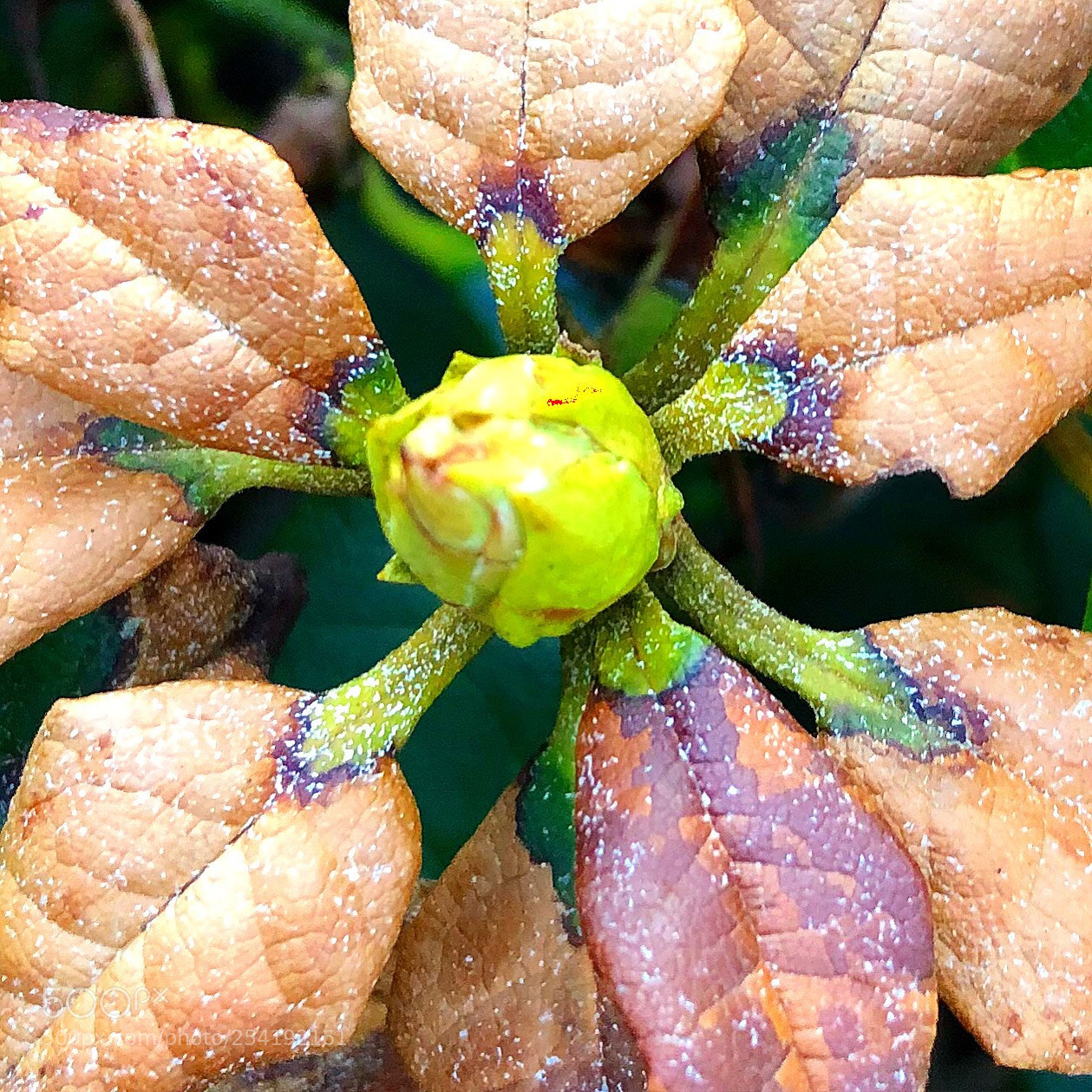 Apple iPhone 8 Plus sample photo. Spring nature photography