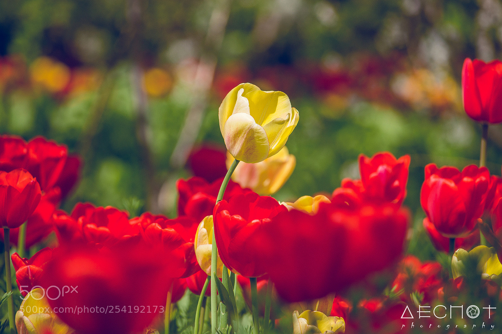 Canon EOS 700D (EOS Rebel T5i / EOS Kiss X7i) sample photo. Yellow tulip photography